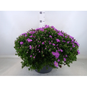 Aster dum. 'Alpha Light Pink'