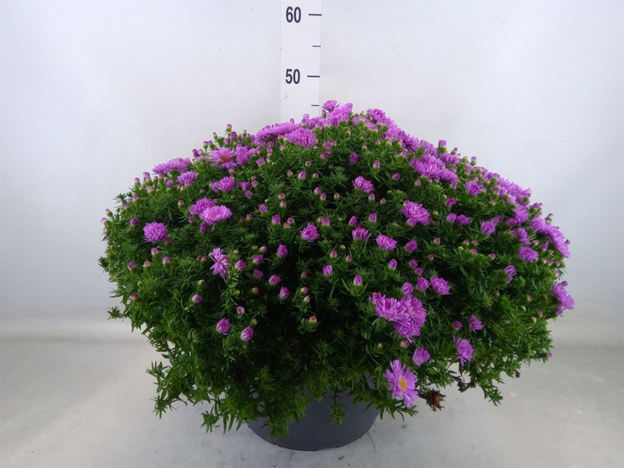 <h4>Aster dum. 'Alpha Light Pink'</h4>