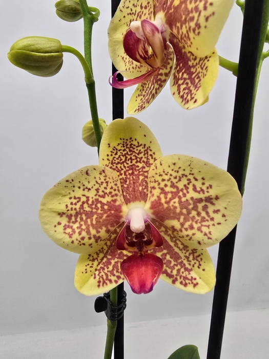 <h4>Limited 38 week 9</h4>