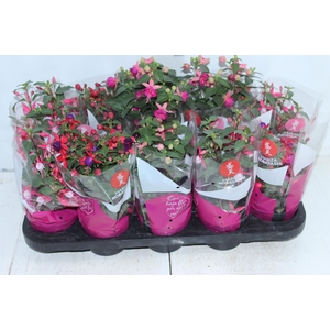 BRINCO DE PRINCESA P11