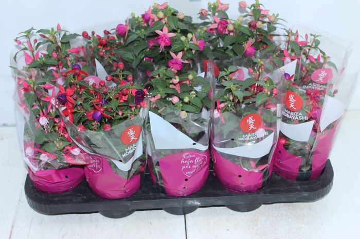 <h4>BRINCO DE PRINCESA P11</h4>