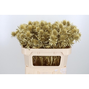 Eryn Supernova Kl Bh Goud