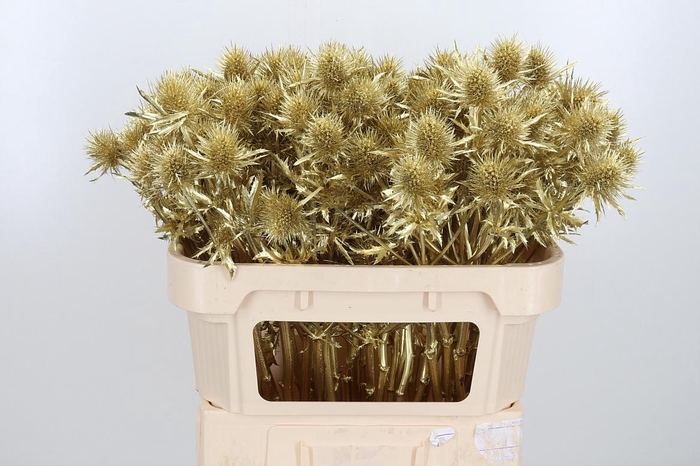 <h4>Eryn Supernova Kl Bh Goud</h4>