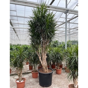 Dracaena marginata