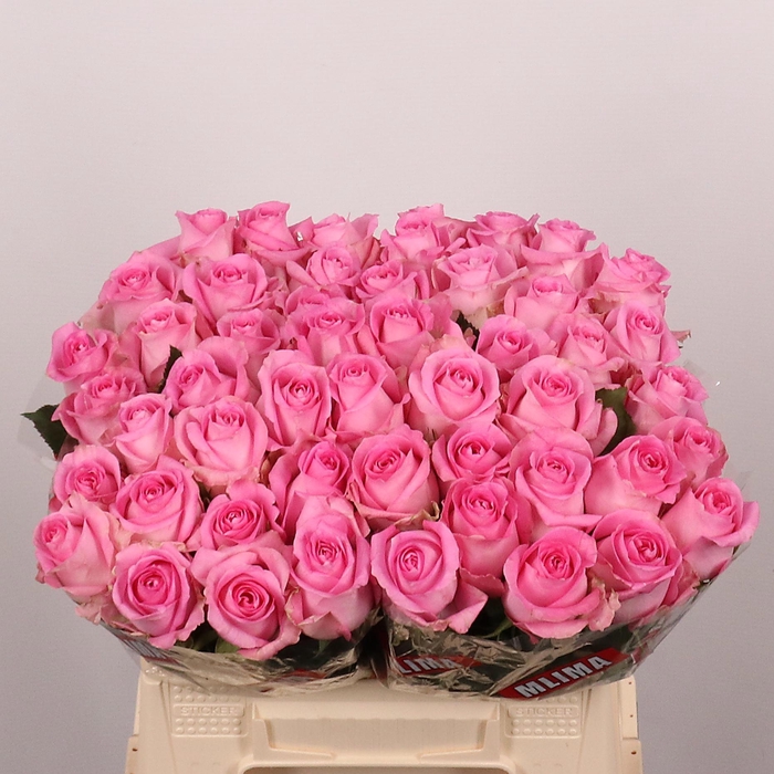 <h4>R GR REVIVAL</h4>