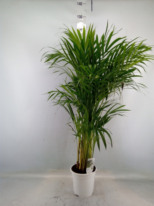 <h4>Dypsis lutescens   ...Chrysalidoca</h4>