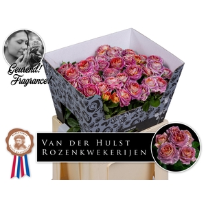 R Tr Magic Strike Hulst