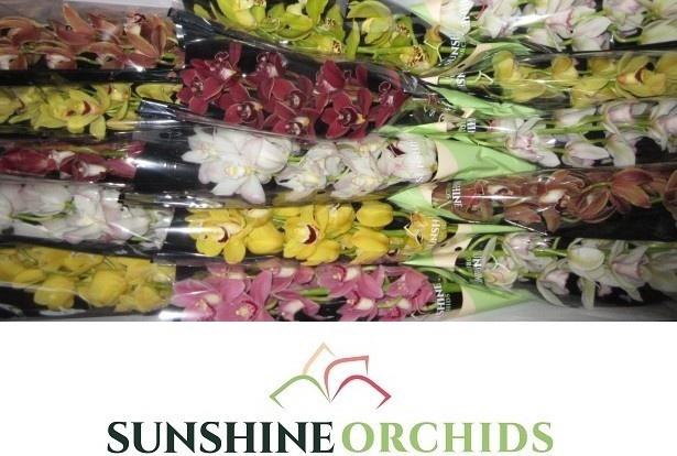 <h4>CYMB MI GEM</h4>