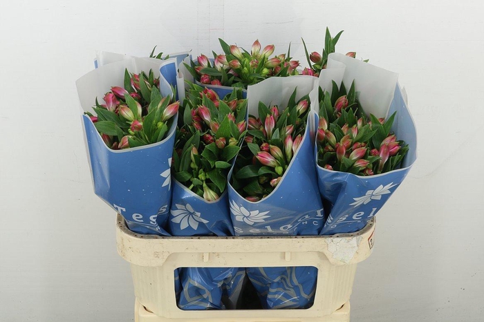 <h4>Alstr Bubblicious</h4>