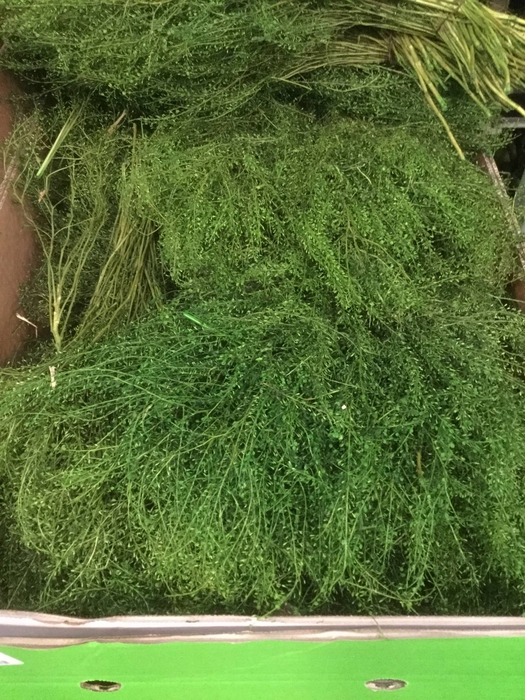 LEP VI GWELO GREEN