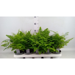 Adiantum raddi. 'Fritz-Luthi'