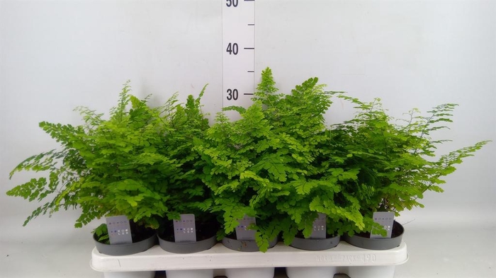 <h4>Adiantum raddi. 'Fritz-Luthi'</h4>