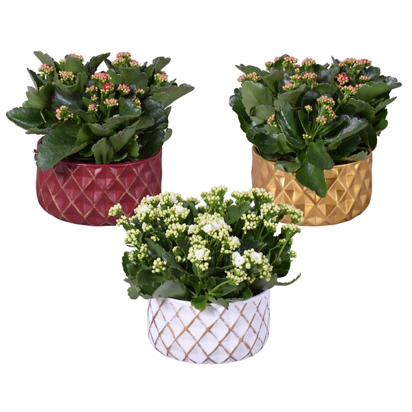 <h4>Kalanchoe in Keramiek Schaal Veerle (Kerst)</h4>