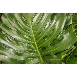FOLHAGEM MONSTERA DELICIOSA 080 CM