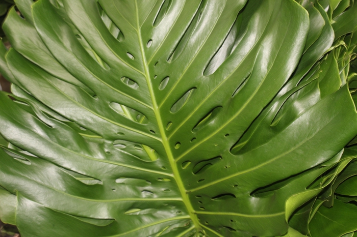 FOLHAGEM MONSTERA DELICIOSA 080 CM