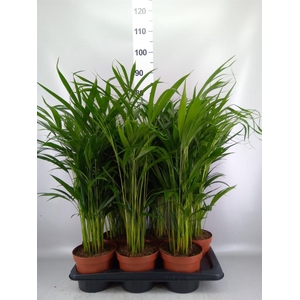Dypsis lutescens   ...Chrysalidoca