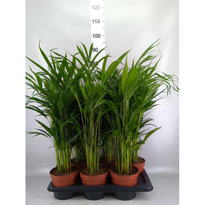 <h4>Dypsis lutescens   ...Chrysalidoca</h4>