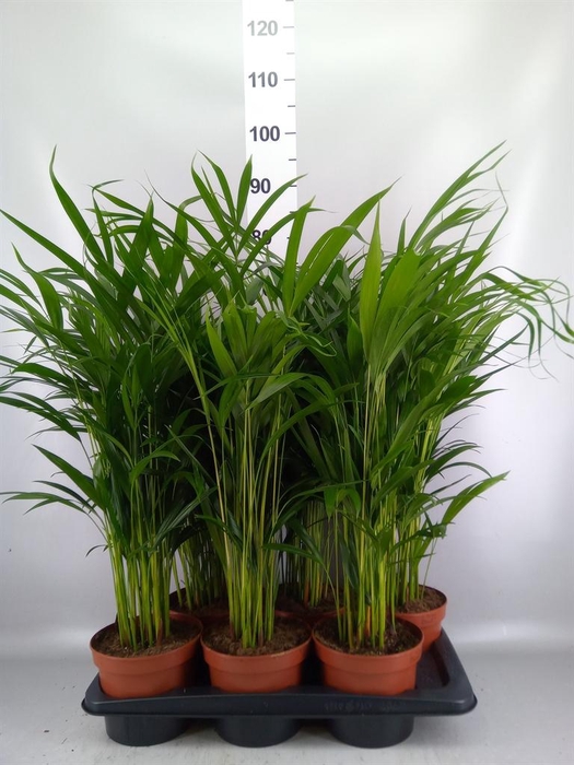 Dypsis lutescens   ...Chrysalidoca