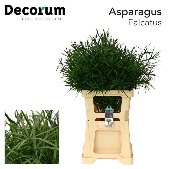 <h4>Asparagus Falcatus</h4>