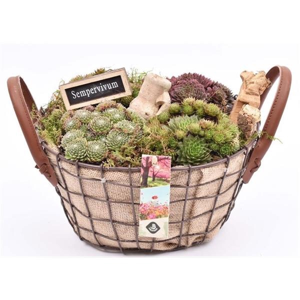 <h4>Arrangementen Sempervivum 6%</h4>