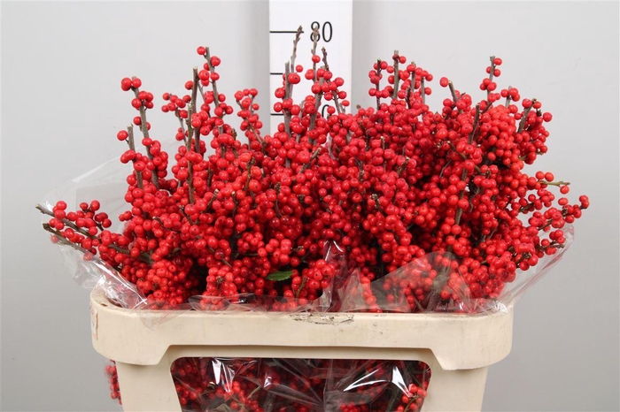 <h4>Ilex Ve Rode Bes</h4>