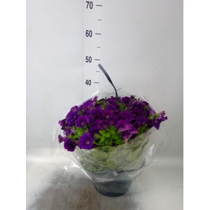 Petunia  'Surfinia'   ...