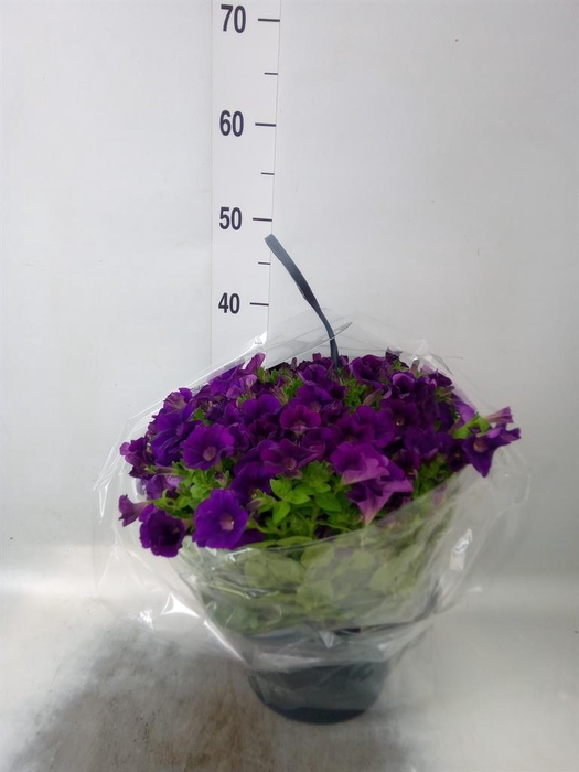 <h4>Petunia  'Surfinia'   ...</h4>