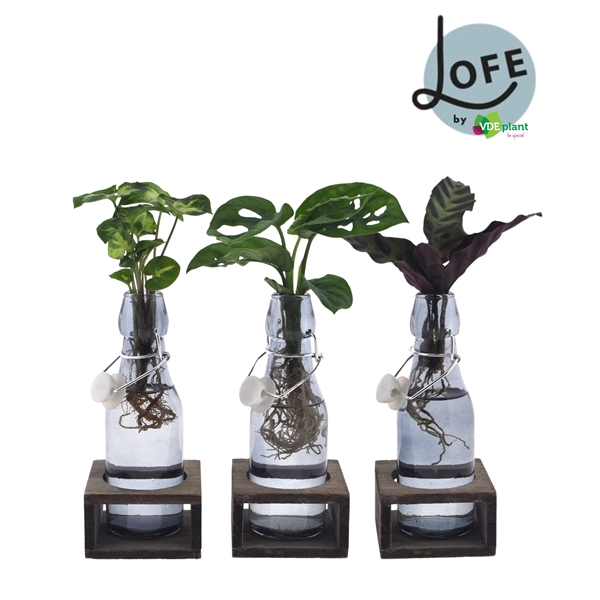 <h4>LOFE |Intenz mix in getint Ann glas + houtje - levertijd: 24 uur</h4>