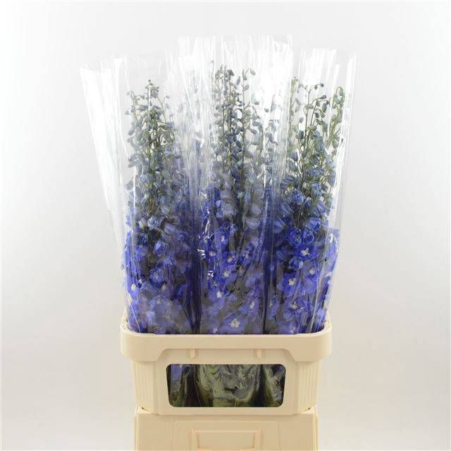 <h4>DELPH DU DEV NA BLUE</h4>