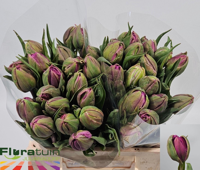 <h4>TU DU PURPLE PION</h4>