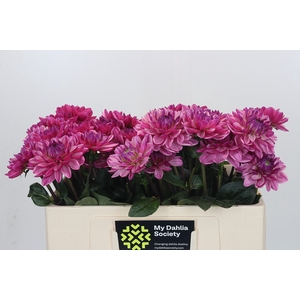 Dahlia Annamarie
