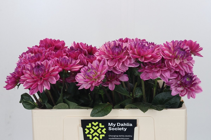 Dahlia Annamarie