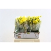Narcis Grand Soleil Dor