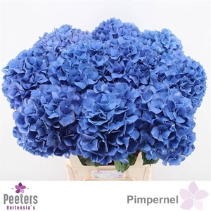 HYDR M CH PIMPERNEL