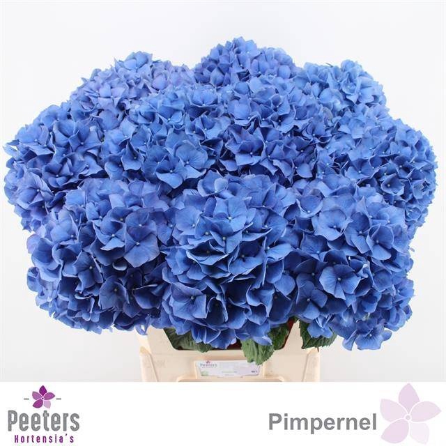 <h4>HYDR M CH PIMPERNEL</h4>