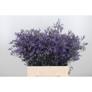 Limonium Saf Dark Blue Sh