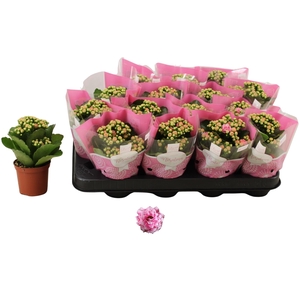 KAL GE ALANO BICOLOR