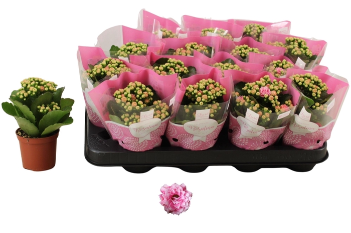 <h4>KAL GE ALANO BICOLOR</h4>