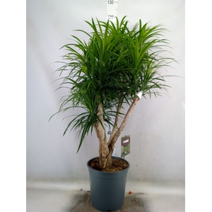 Dracaena refl. 'Anita'