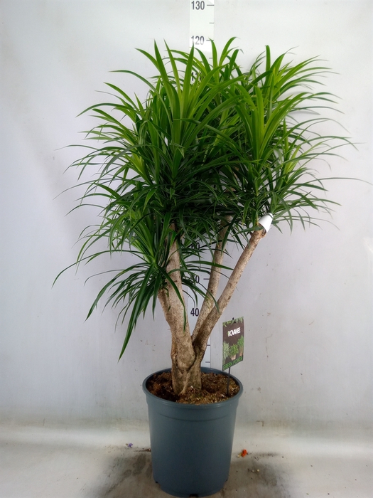 <h4>Dracaena refl. 'Anita'</h4>