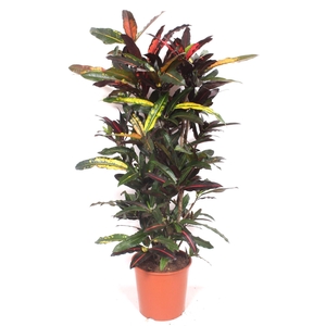 Codiaeum Codiaeum variegatum kleinb