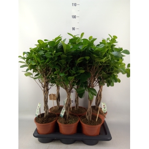 Ficus microcarpa 'Moclame'