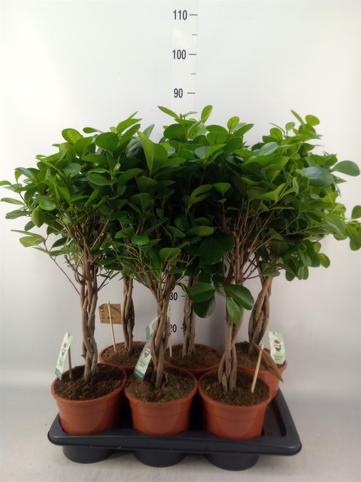 <h4>Ficus microcarpa 'Moclame'</h4>