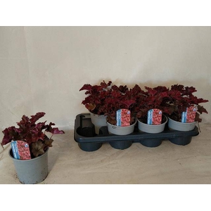 HEUCH MICRANTHA