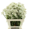 Ozoth Cooks Light Pink