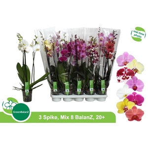 PHAL GEM 8 KL