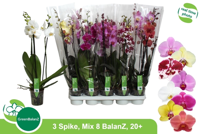 <h4>PHAL GEM 8 KL</h4>