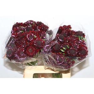 Scabiosa Blackberry Scoop