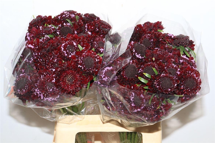 <h4>Scabiosa Blackberry Scoop</h4>