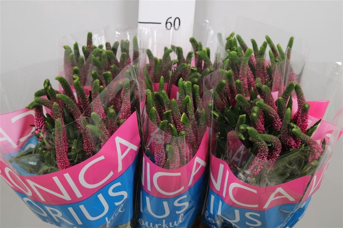 <h4>Veron Smart Iselle</h4>